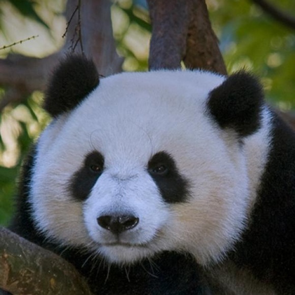 Panda Sticker - Picture 1 of 1